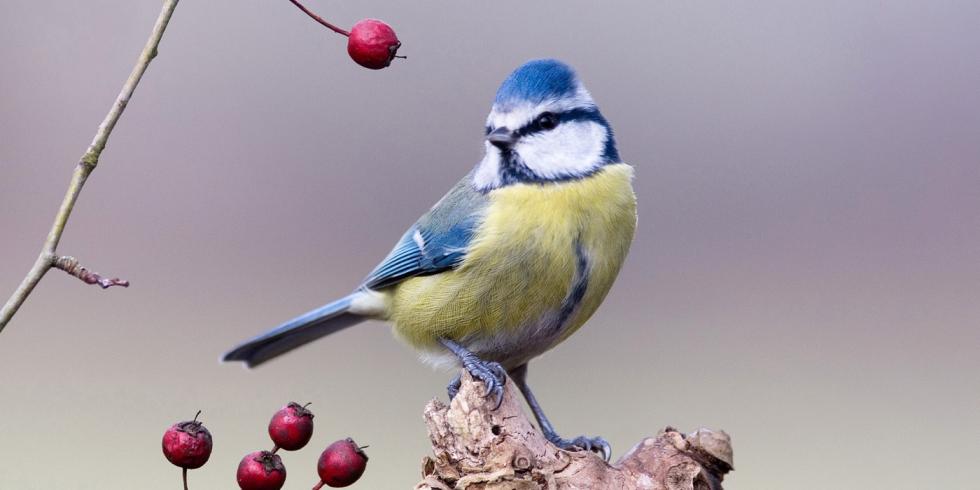 Mésange bleue