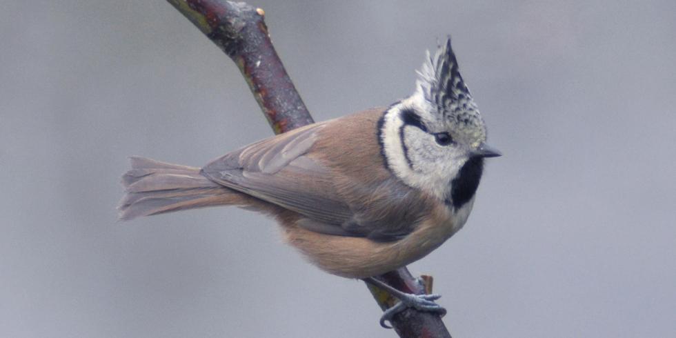 Mésange huppée