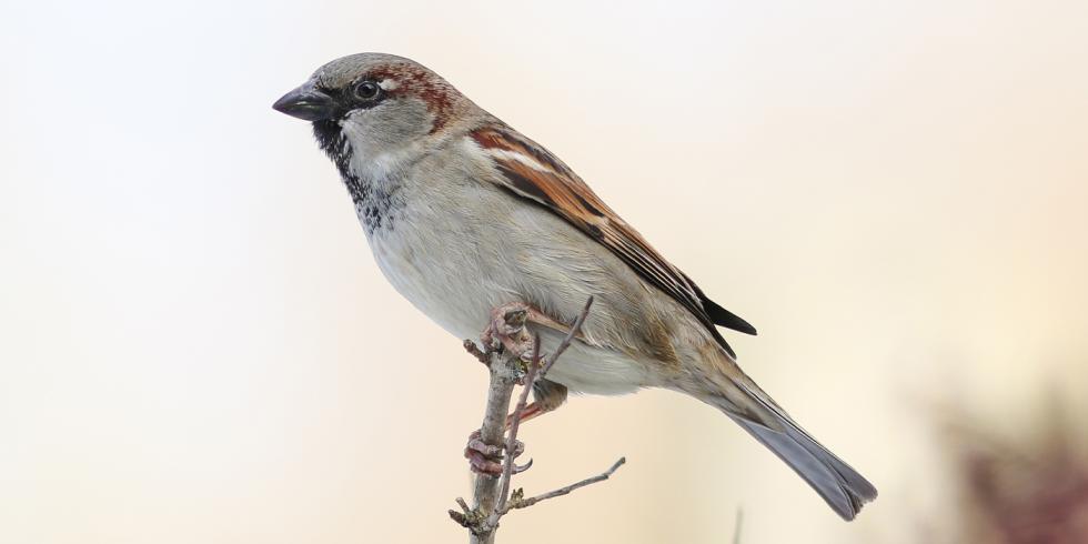 Moineau domestique