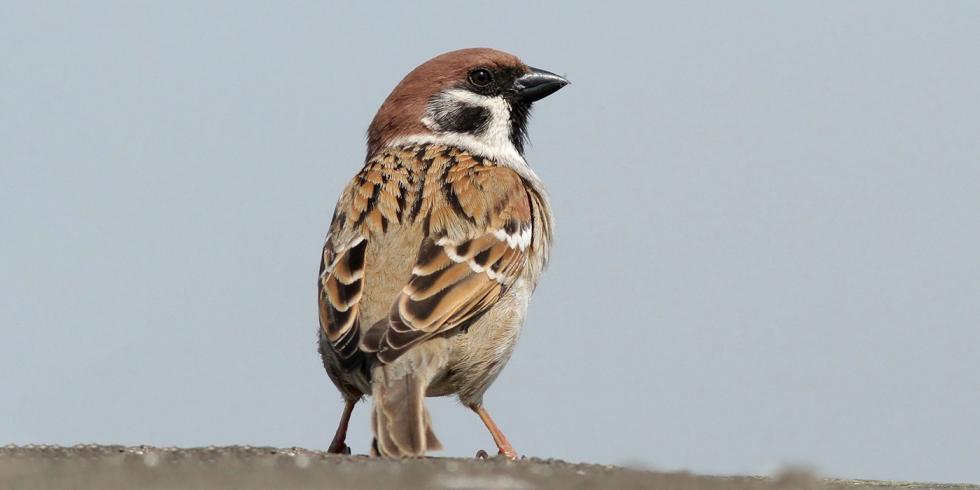 Moineau friquet