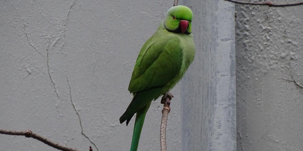 Perruche à collier