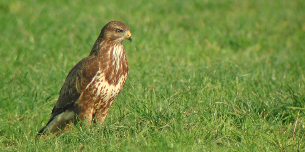 Buse variable 