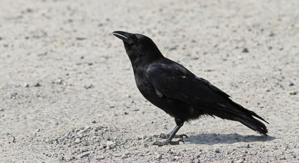 Corneille noire