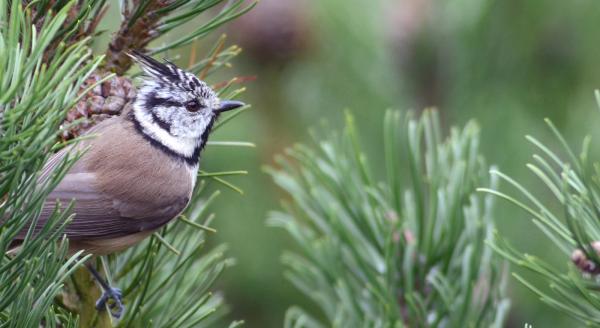 Mésange huppée