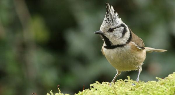 Mésange huppée