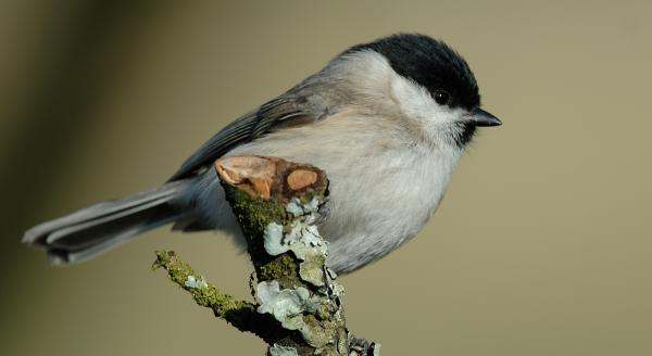 Mésange nonnette