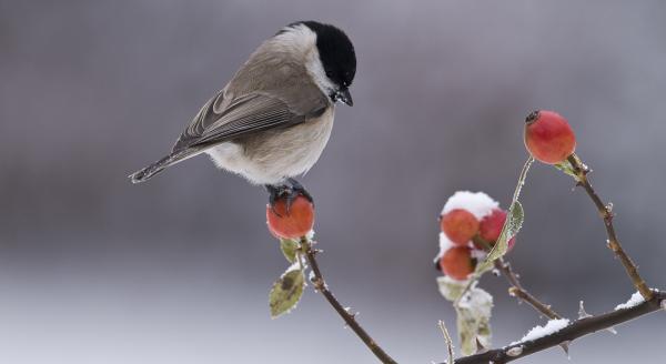 Mésange nonnette