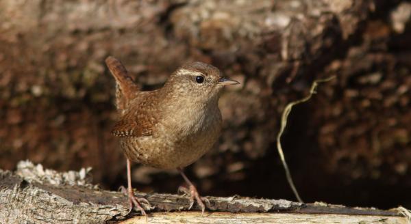 Troglodyte mignon