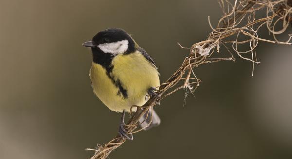 Mésange charbonnière