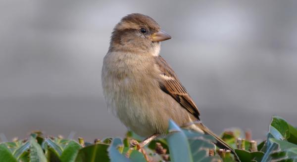 Moineau domestique