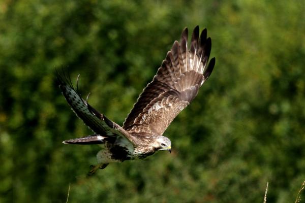 Buse Variable