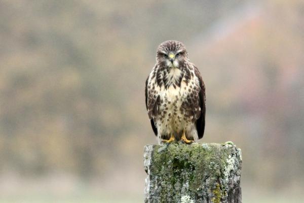 Buse variable