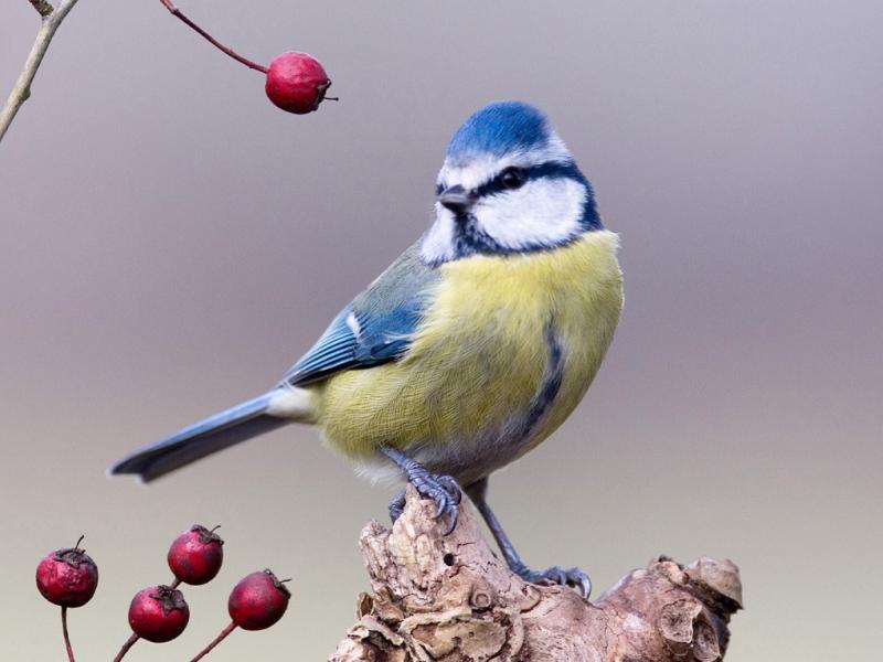 Mésange bleue
