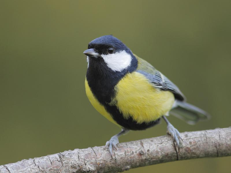 Mésange charbonnière