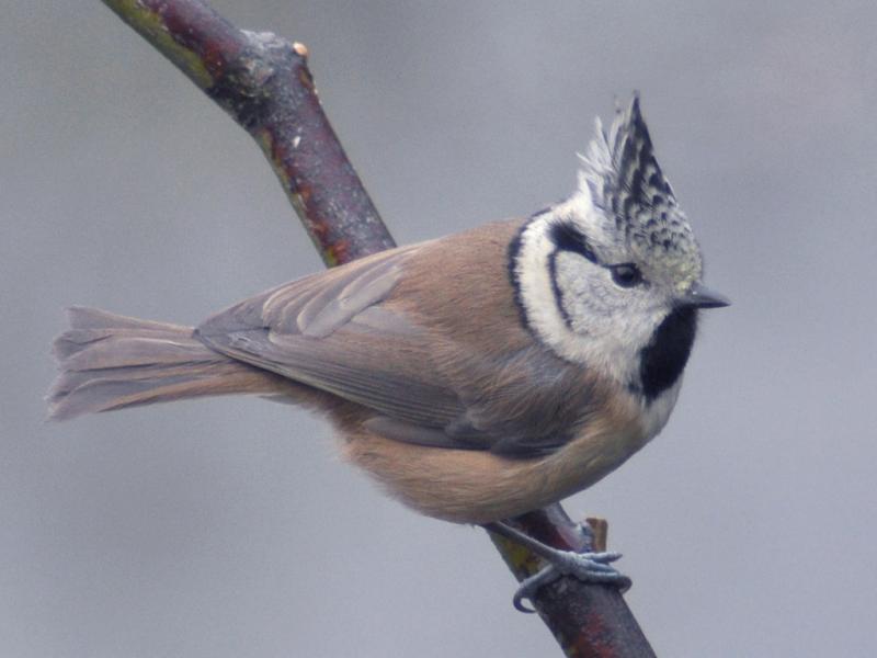Mésange huppée