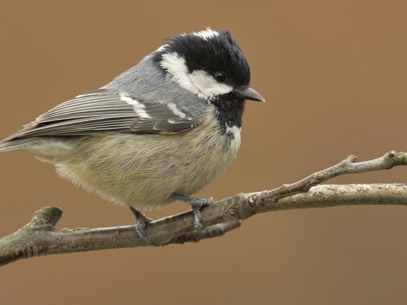 Mésange noire