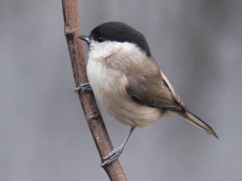 Mésange nonnette