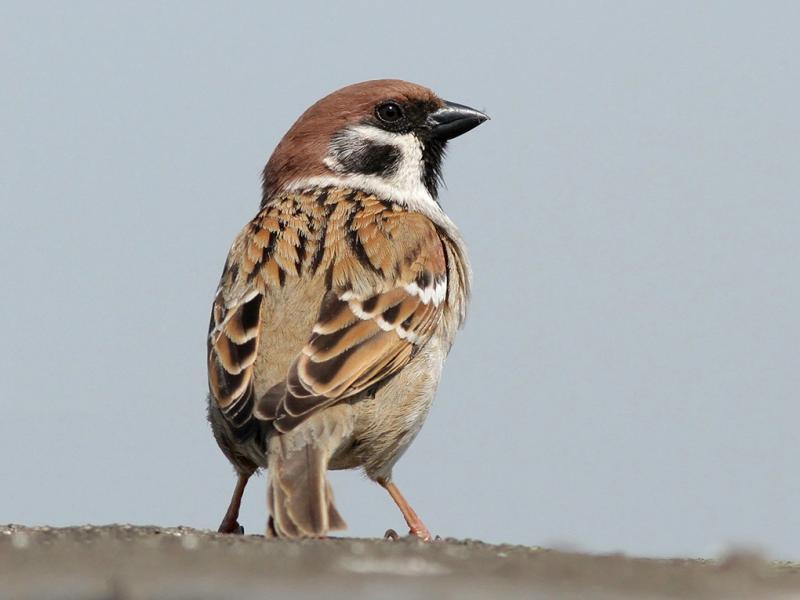 Moineau friquet