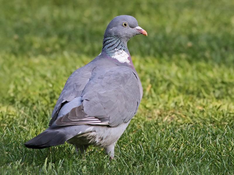 Pigeon ramier