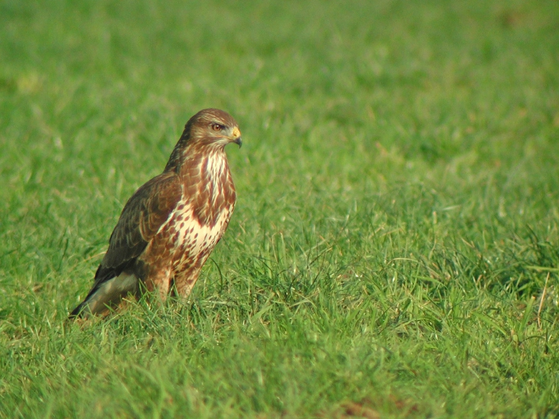 Buse variable 