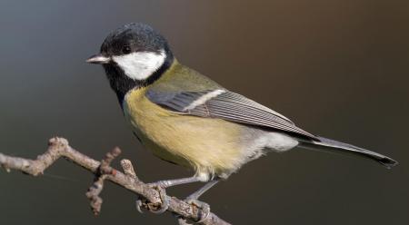Mésange charbonnière