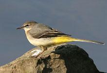 Bergeronnette des ruisseaux