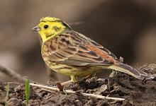 Bruant jaune