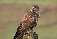 Buse variable