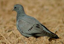 Pigeon colombin