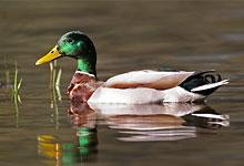 Canard colvert