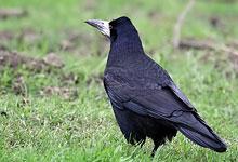 Corbeau freux