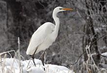 Grande aigrette