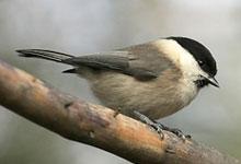 Mésange boréale