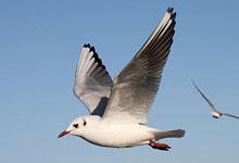 Mouette rieuse