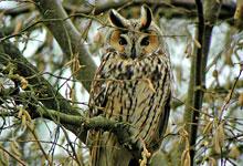 Hibou moyen-duc