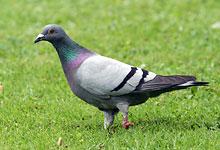 Pigeon biset