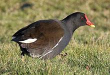 Gallinule poule-d'eau