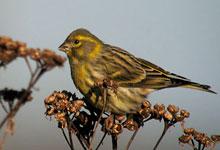 Serin cini