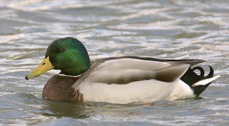 Stockente