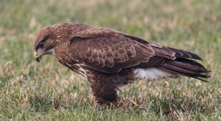 Mäusebussard