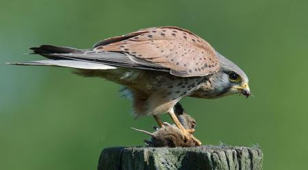 Turmfalke