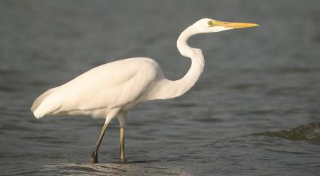 Silberreiher