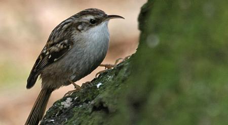 Gartenbaumläufer