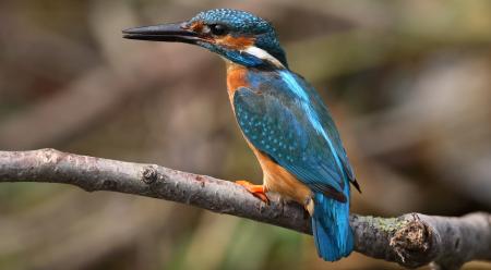 Eisvogel