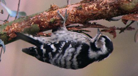 Kleinspecht
