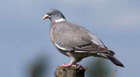 Ringeltaube