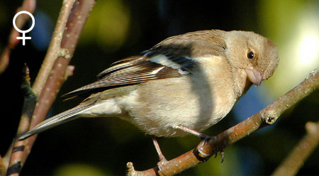 Pinson des arbres (femelle)