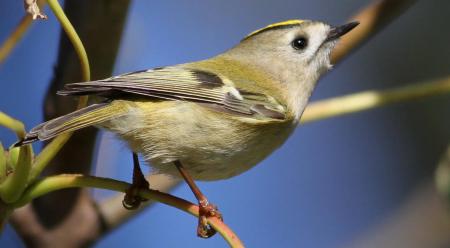 Wintergoldhähnchen