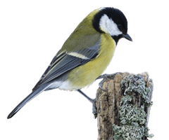 Mésange charbonnière