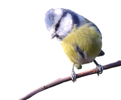 Mésange bleue